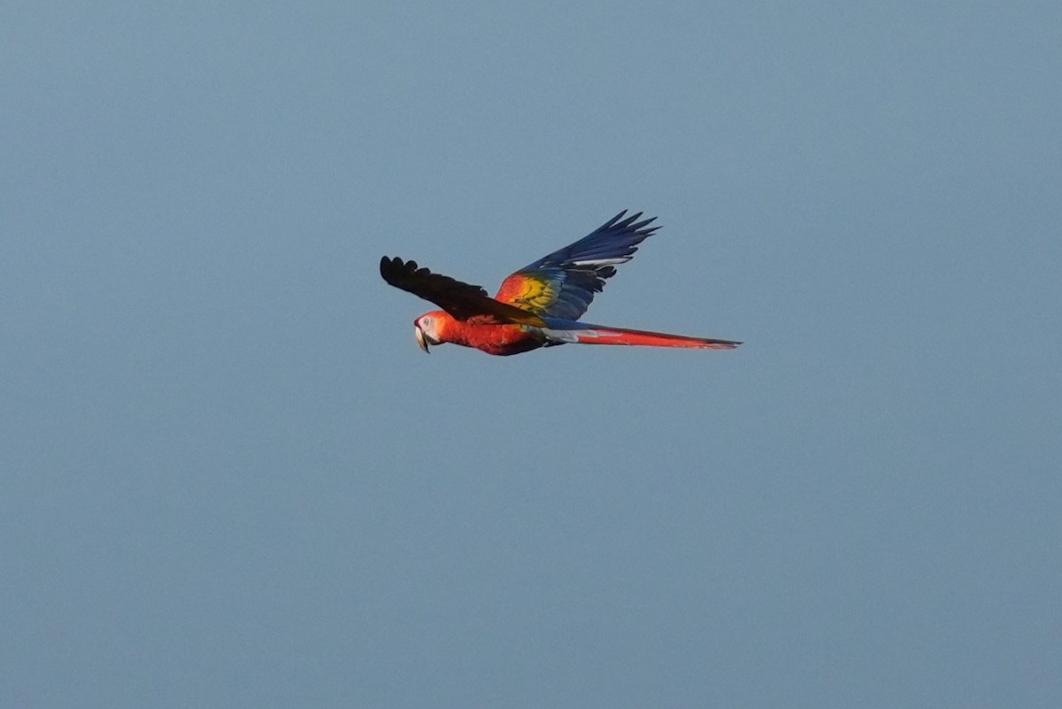 Scarlet Macaw - ML645949960