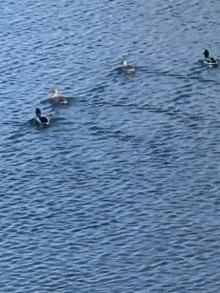 Mallard - ML645949962