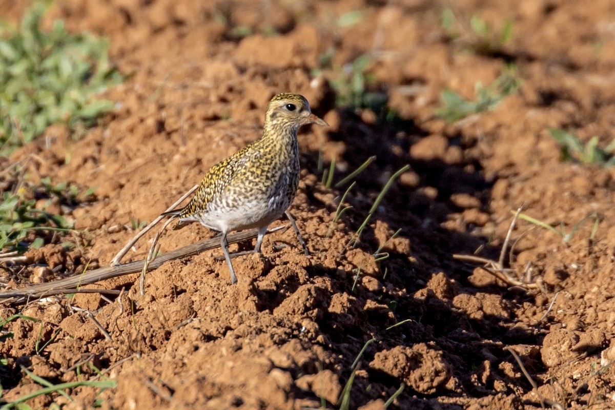 European Golden-Plover - ML645949963