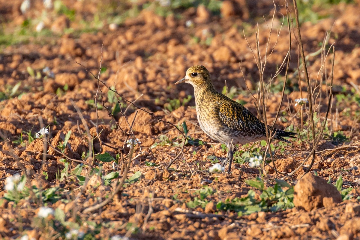 European Golden-Plover - ML645949964