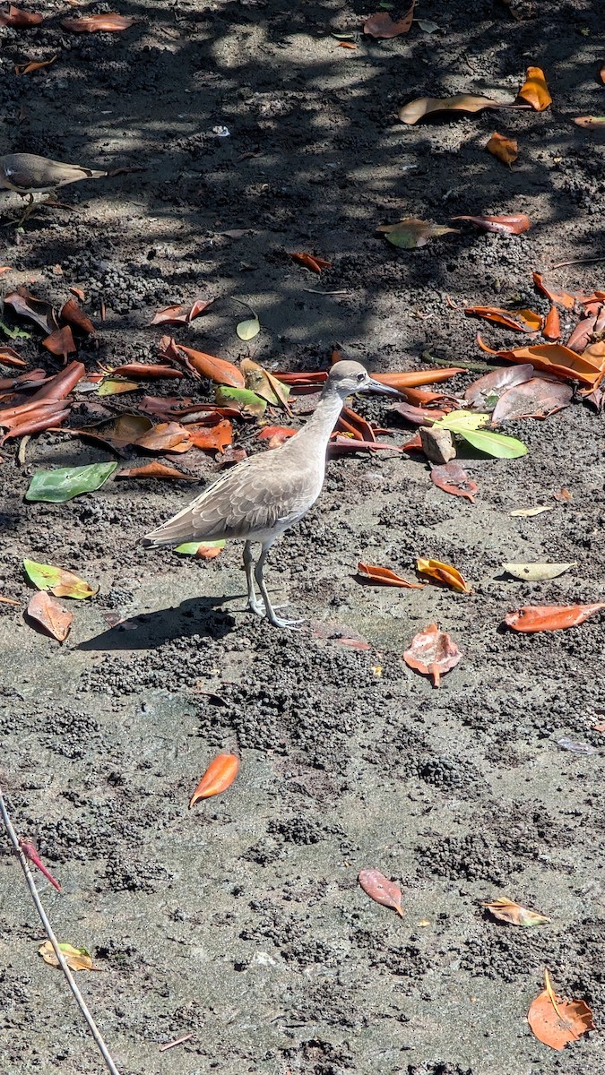 Willet - ML645949965