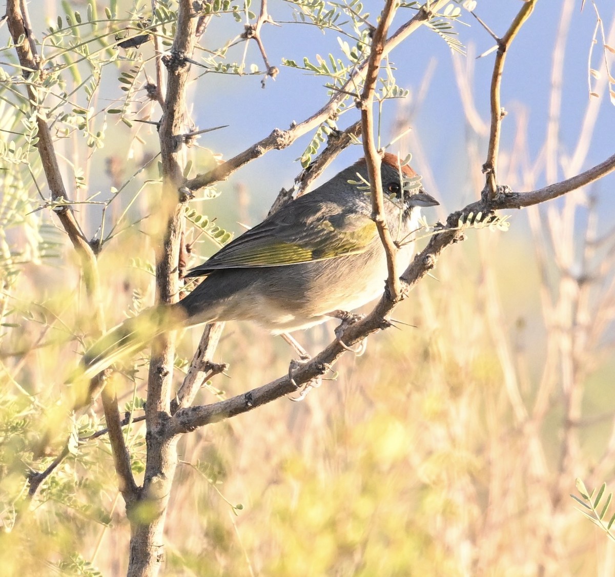 Green-tailed Towhee - ML645949967
