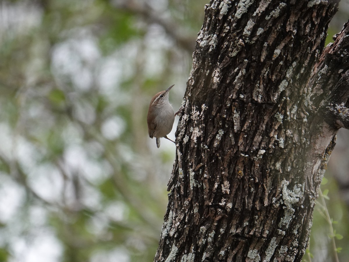 Bewick's Wren - ML645949969
