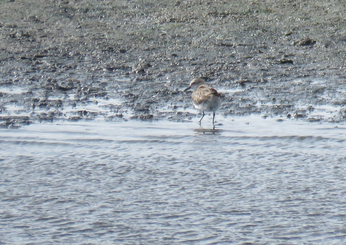 Little Stint - ML645949970