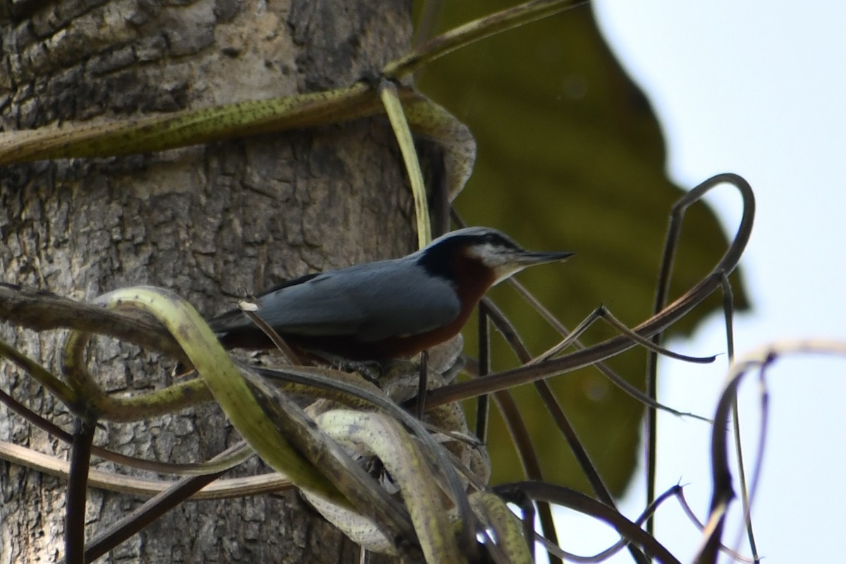 Indian Nuthatch - ML645949971