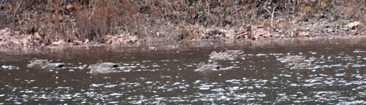 Gadwall (Common) - ML645949973