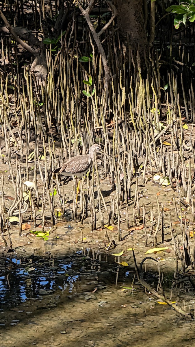 Greater Yellowlegs - ML645949992