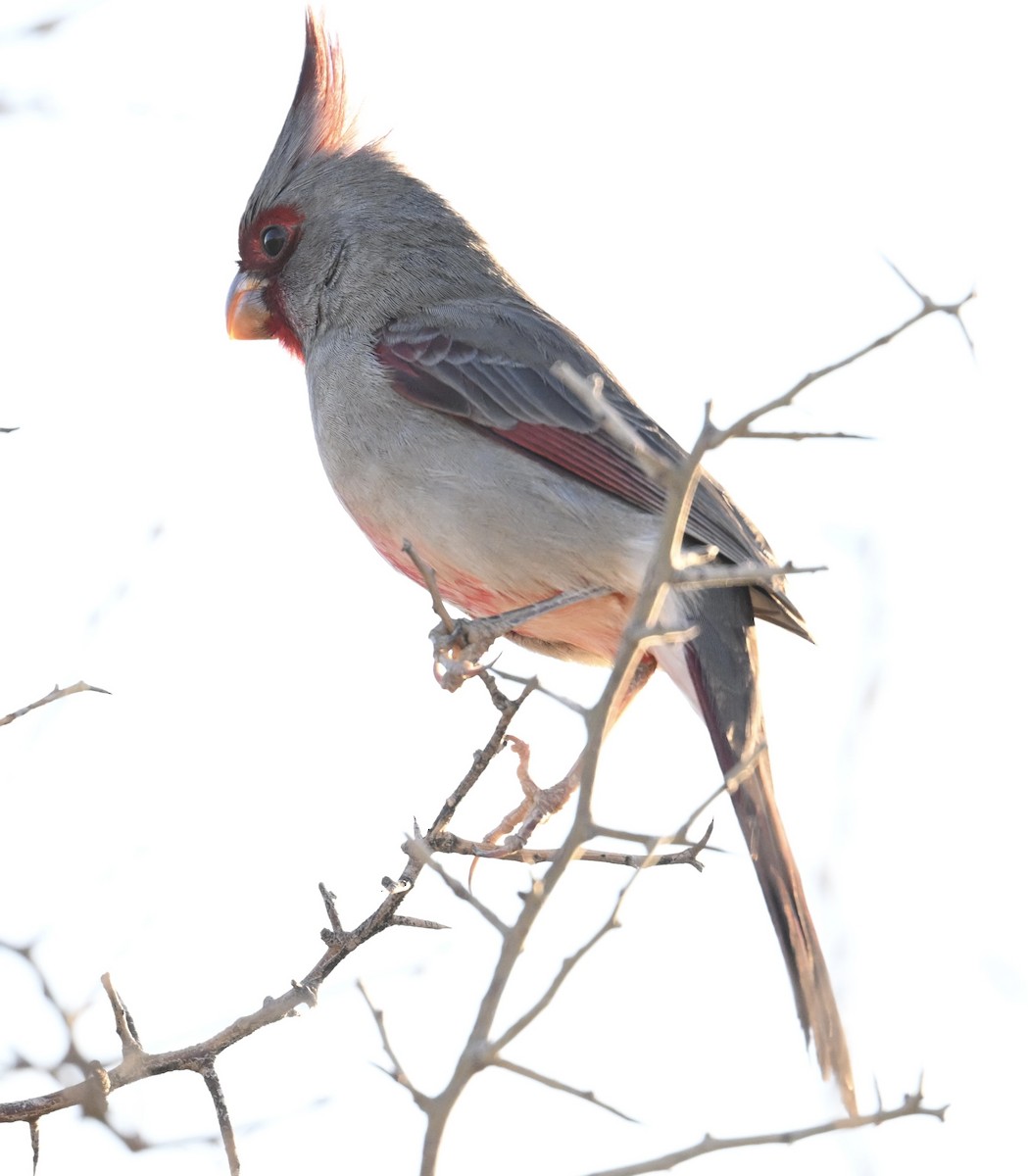 Pyrrhuloxia - ML645949993