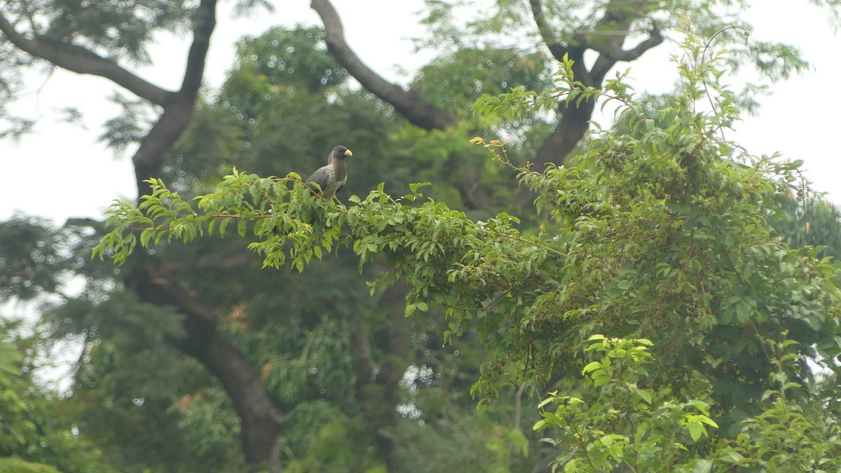 Western Plantain-eater - ML645949994