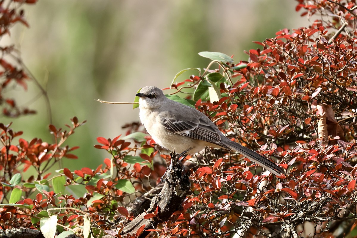 Пересмішник багатоголосий - ML645949995