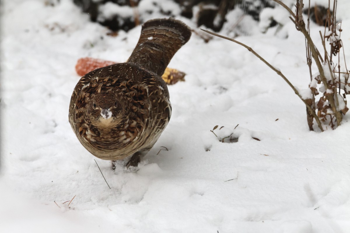 jeřábek kanadský - ML645949999