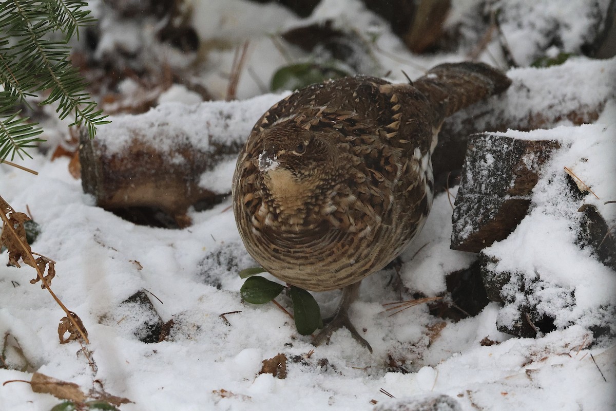 jeřábek kanadský - ML645950000