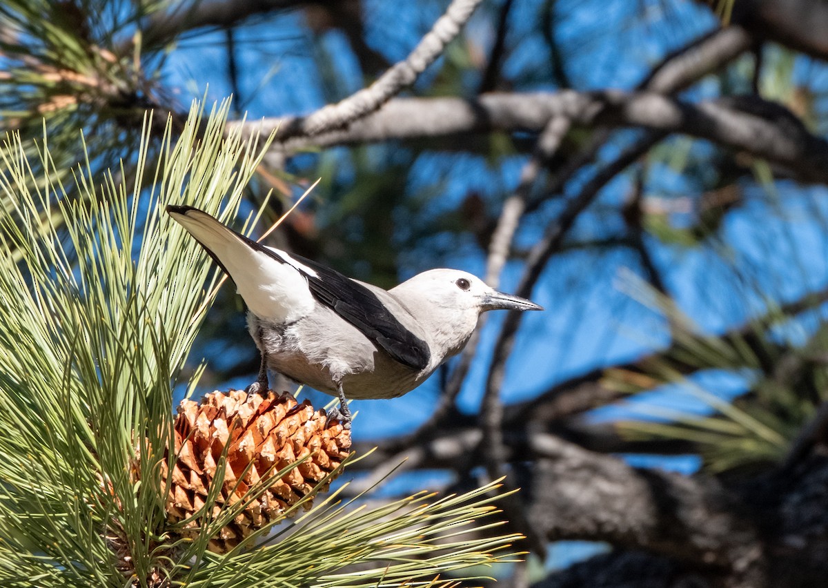 Clark's Nutcracker - ML645950001