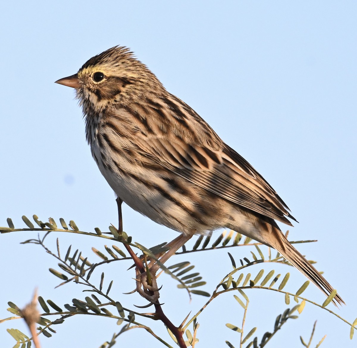 Savannah Sparrow - ML645950013