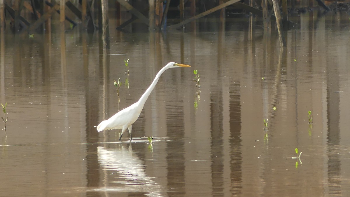 Great Egret - ML645950017