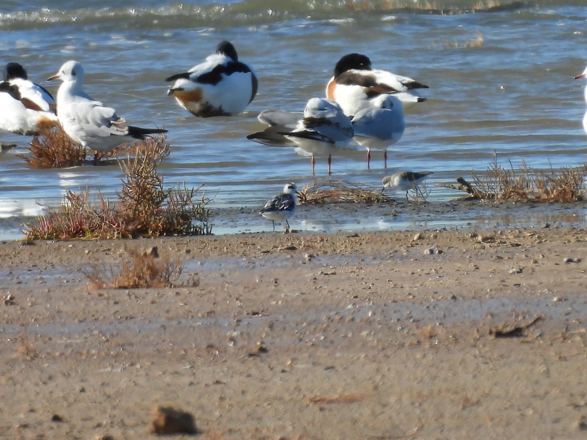 Phalarope à bec étroit - ML645950019