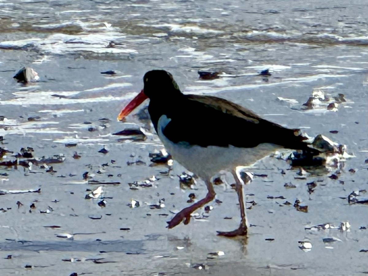 American Oystercatcher - ML645950027
