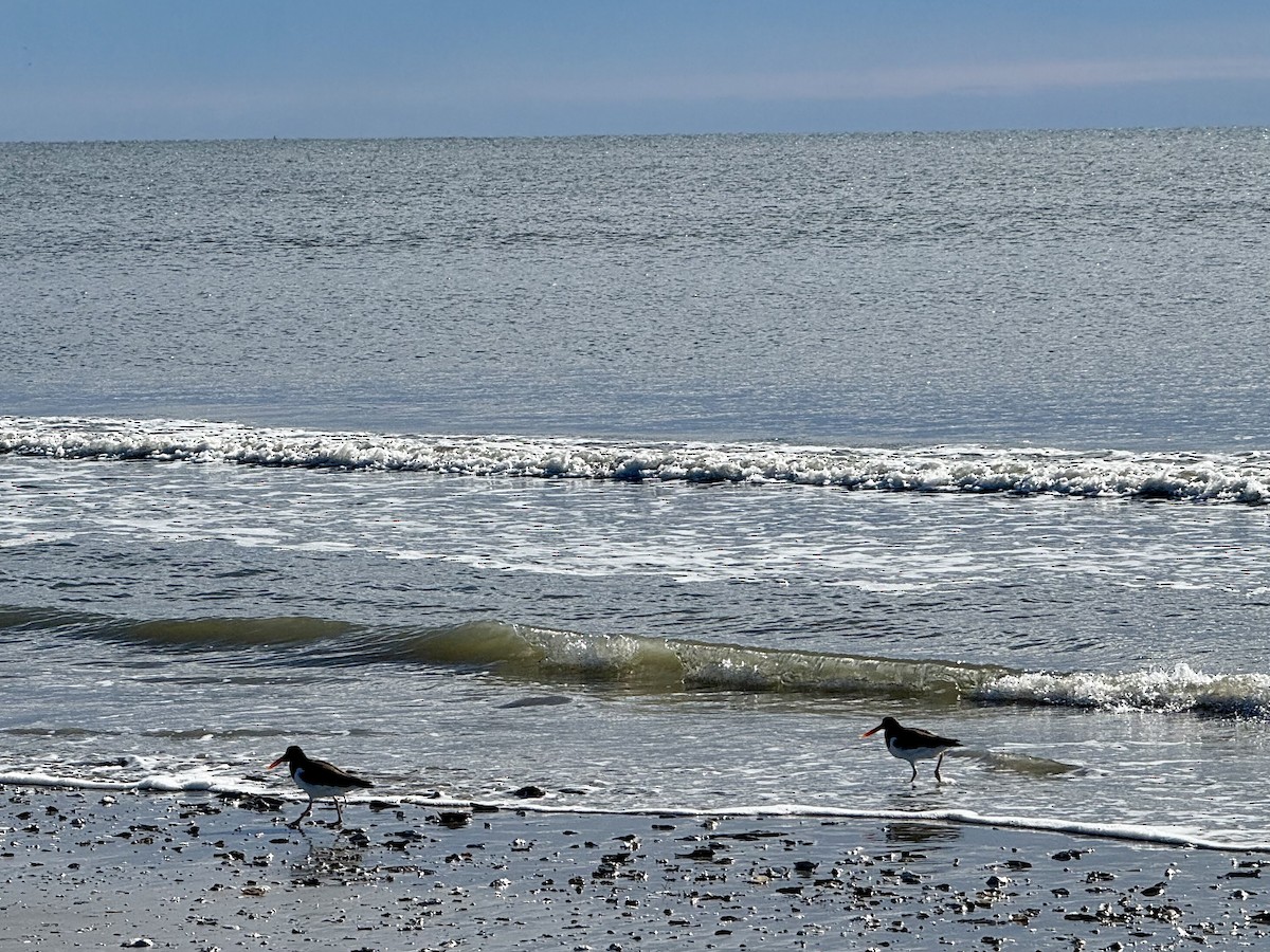 American Oystercatcher - ML645950028