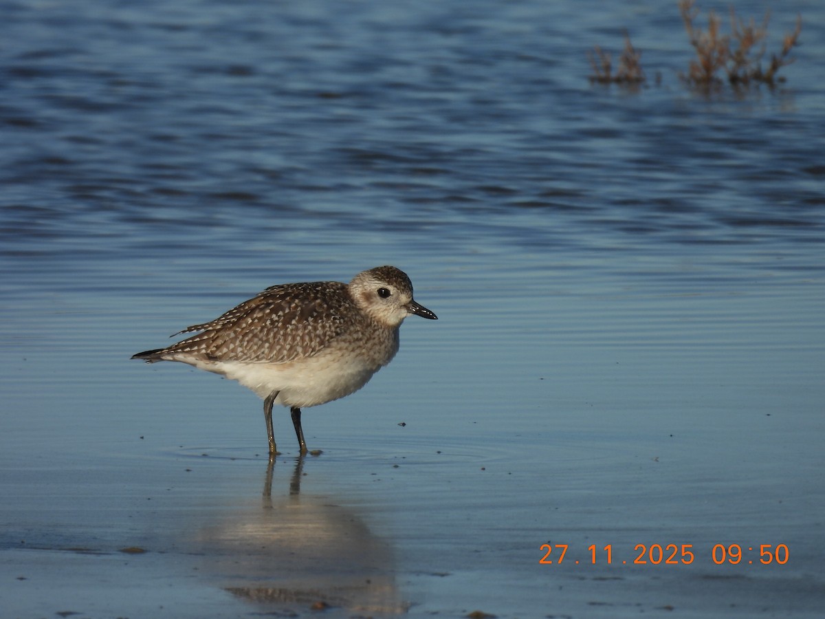 Pluvier argenté - ML645950030
