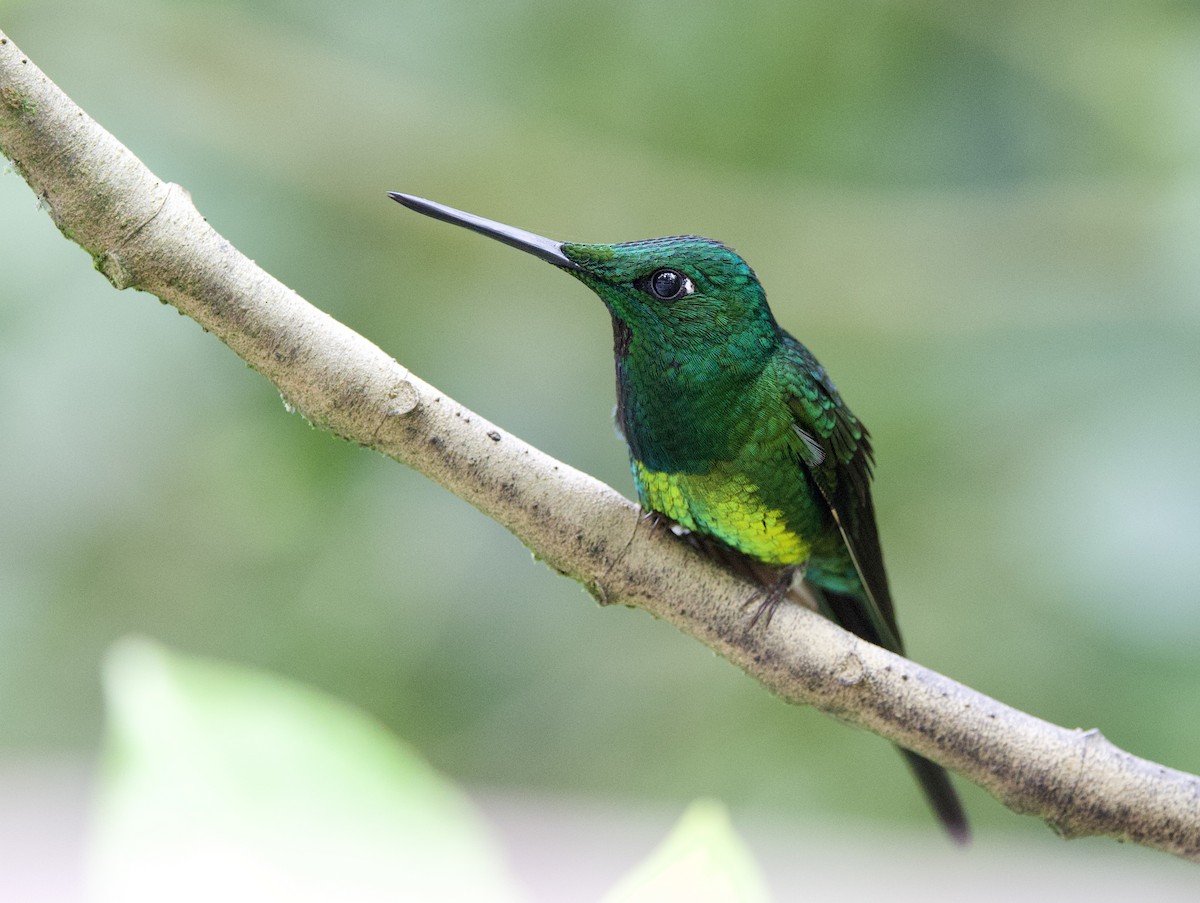 Empress Brilliant - ML645950032