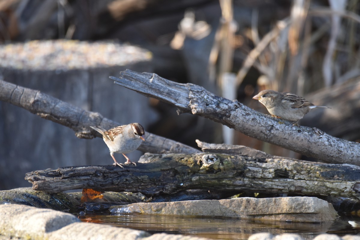 White-crowned Sparrow - ML645950033