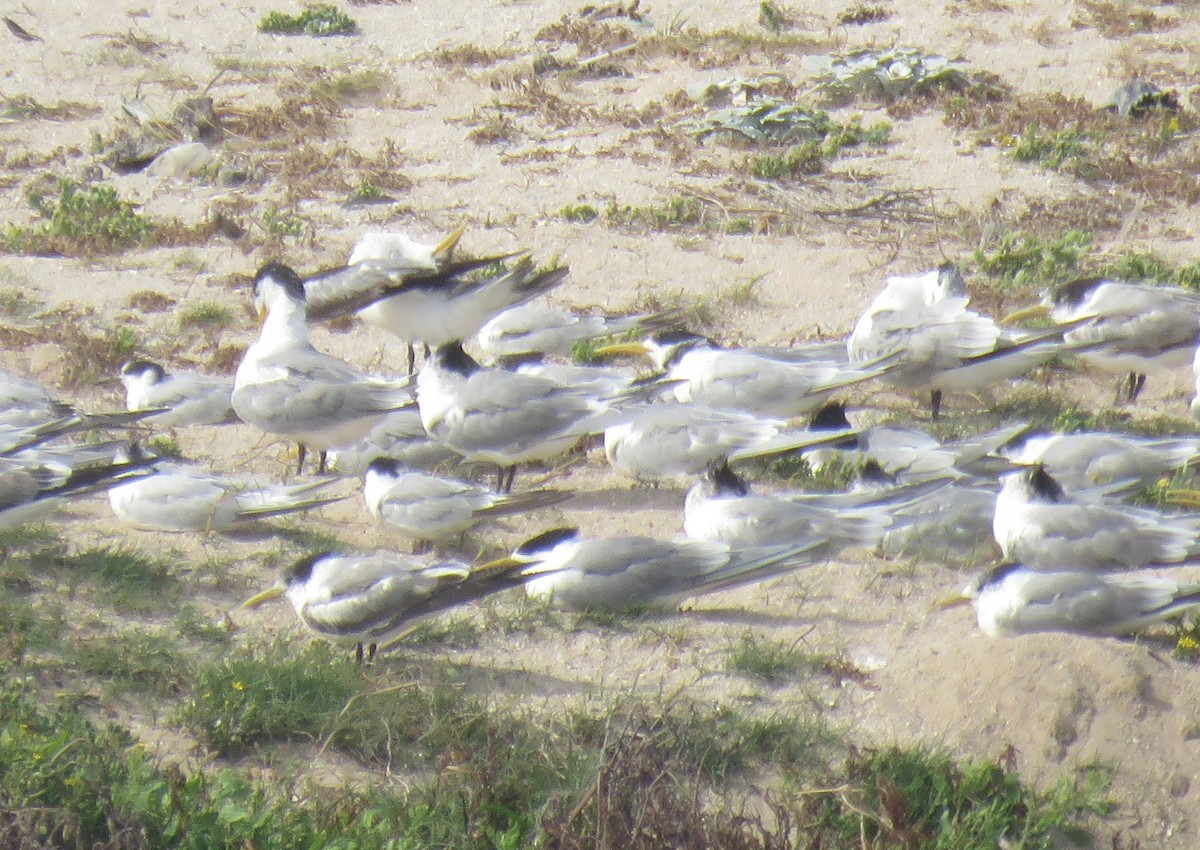 Great Crested Tern - ML645950034