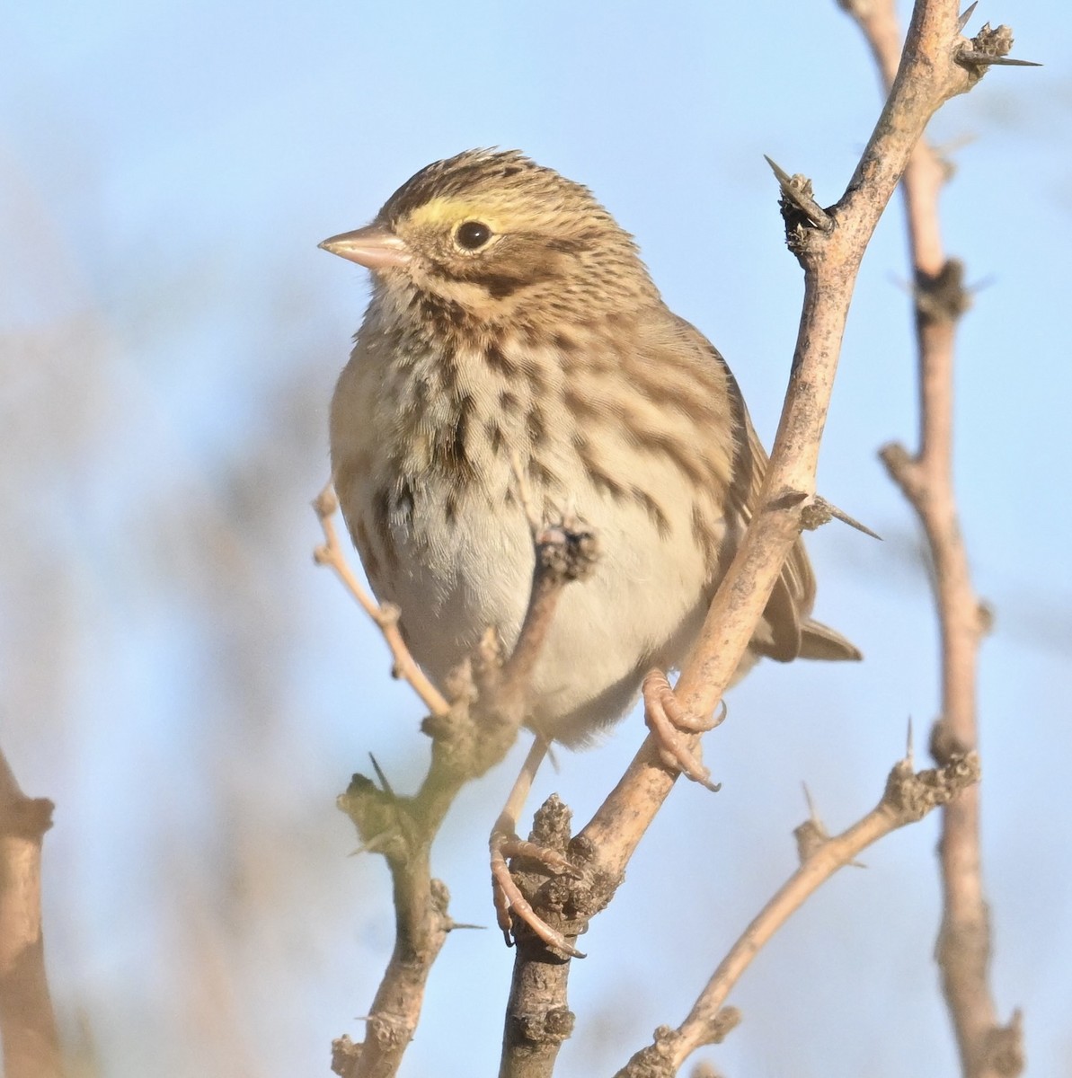 Savannah Sparrow - ML645950037