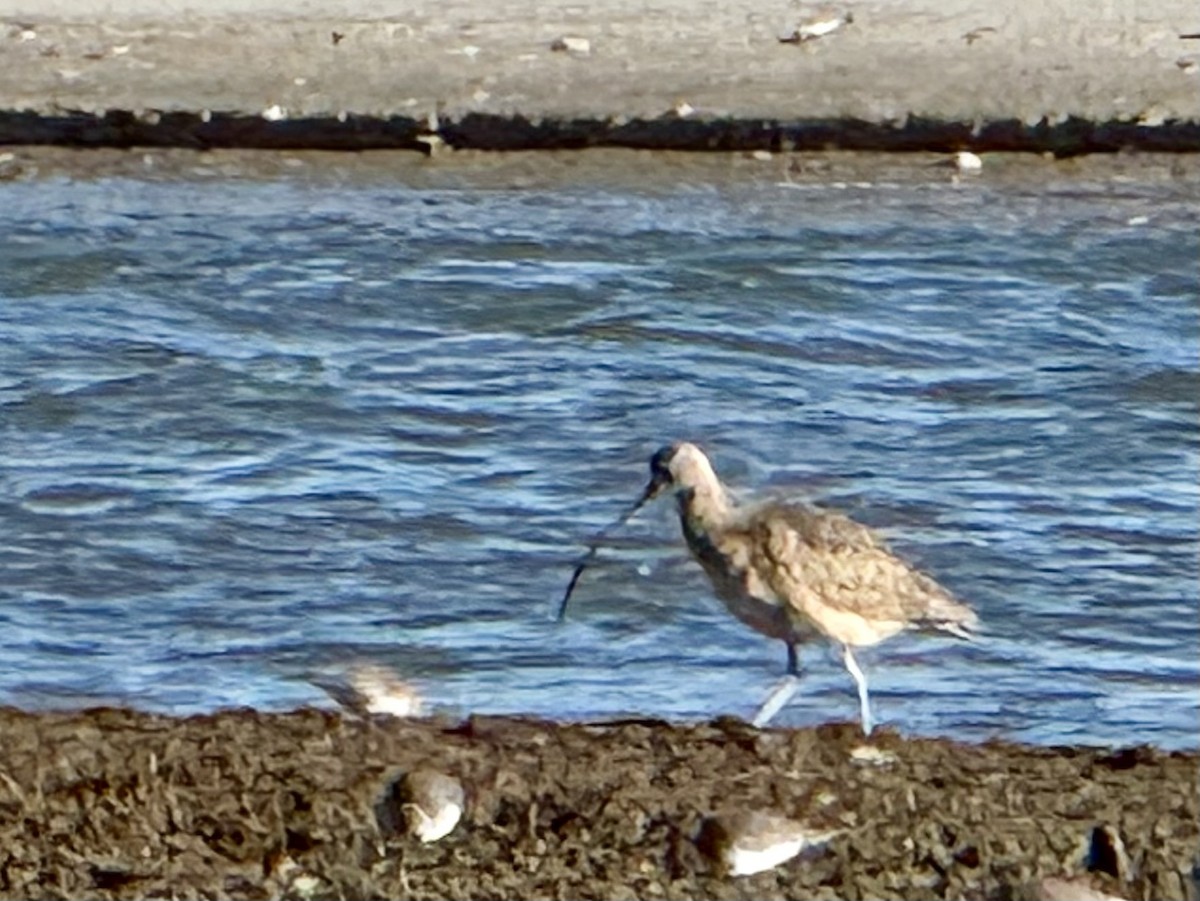Long-billed Curlew - ML645950038