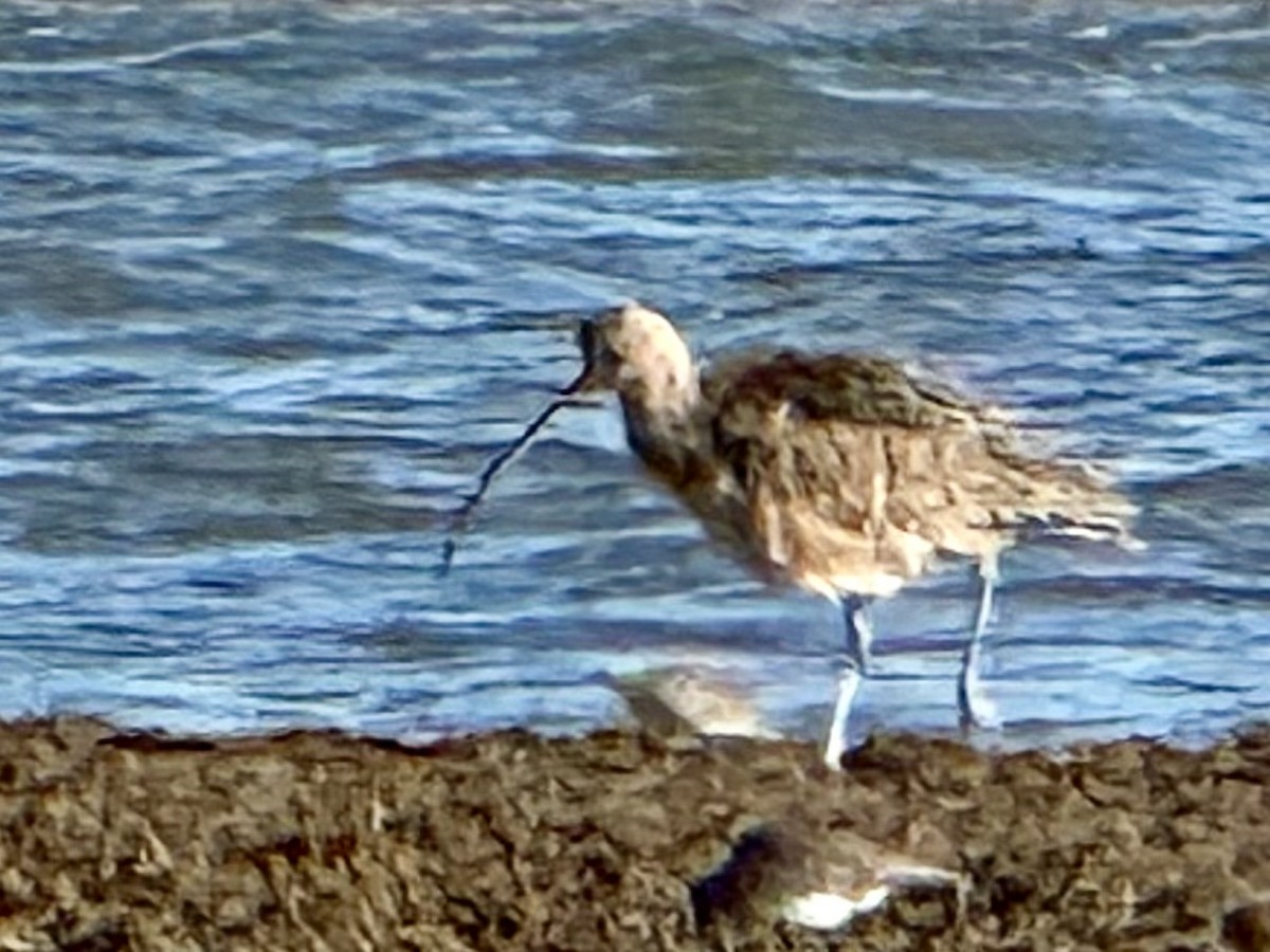 Long-billed Curlew - ML645950039