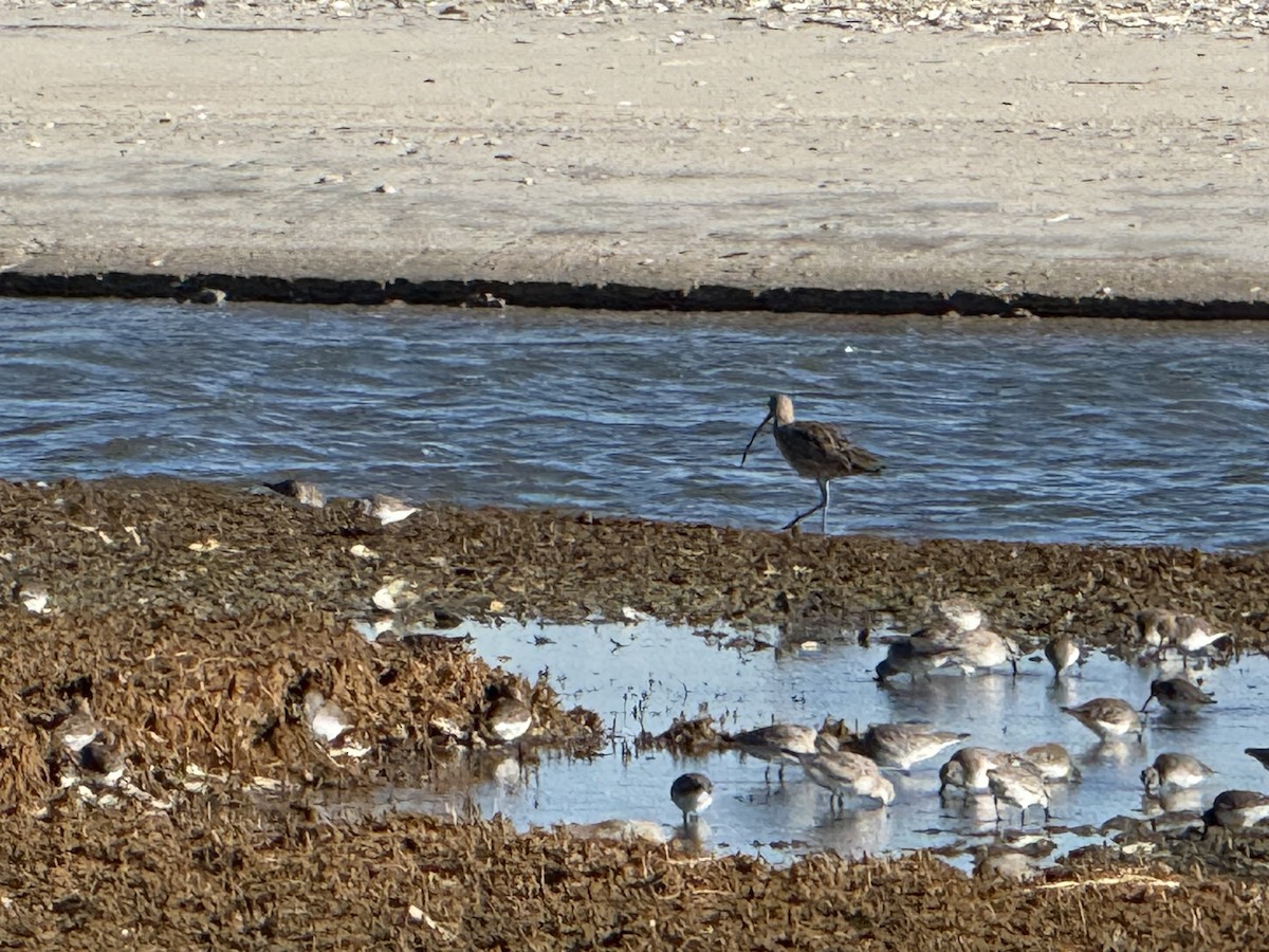 Long-billed Curlew - ML645950040