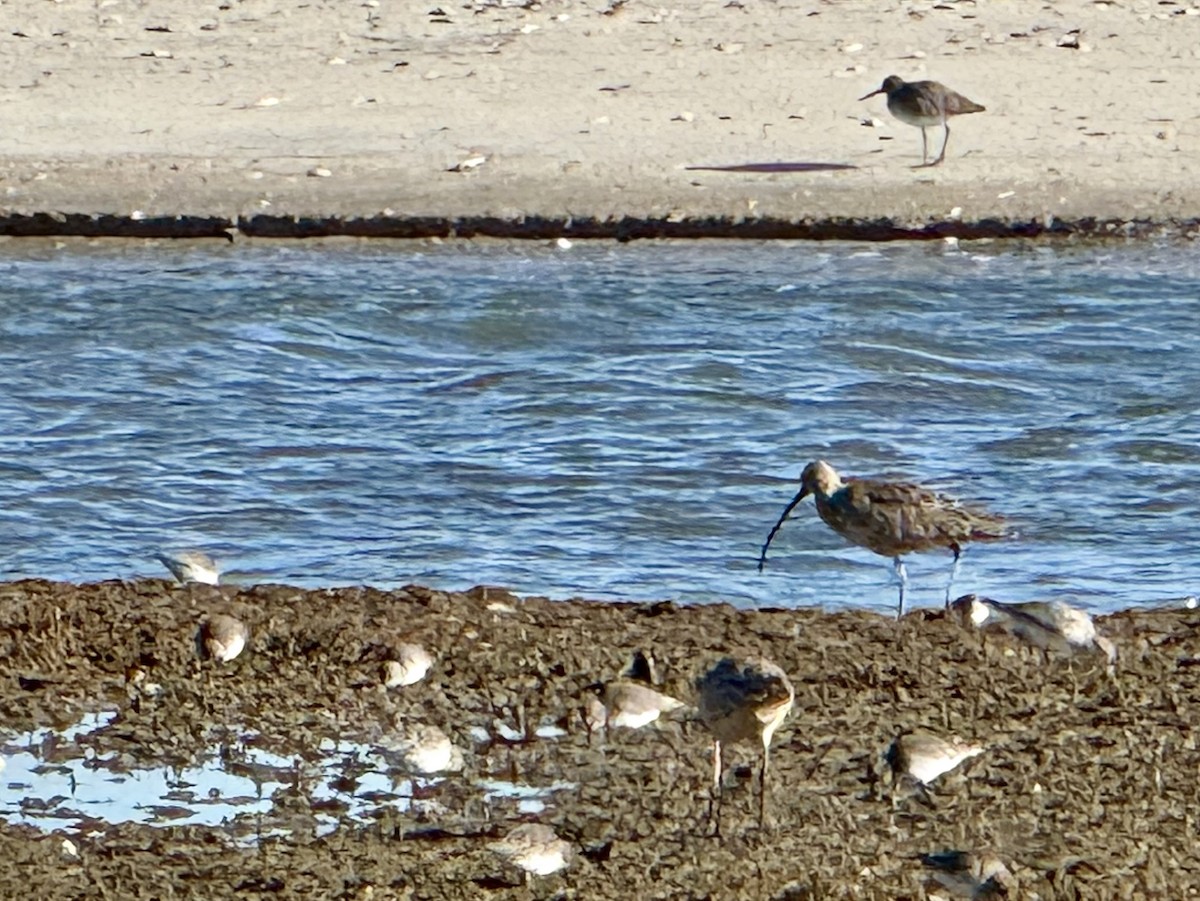 Long-billed Curlew - ML645950041