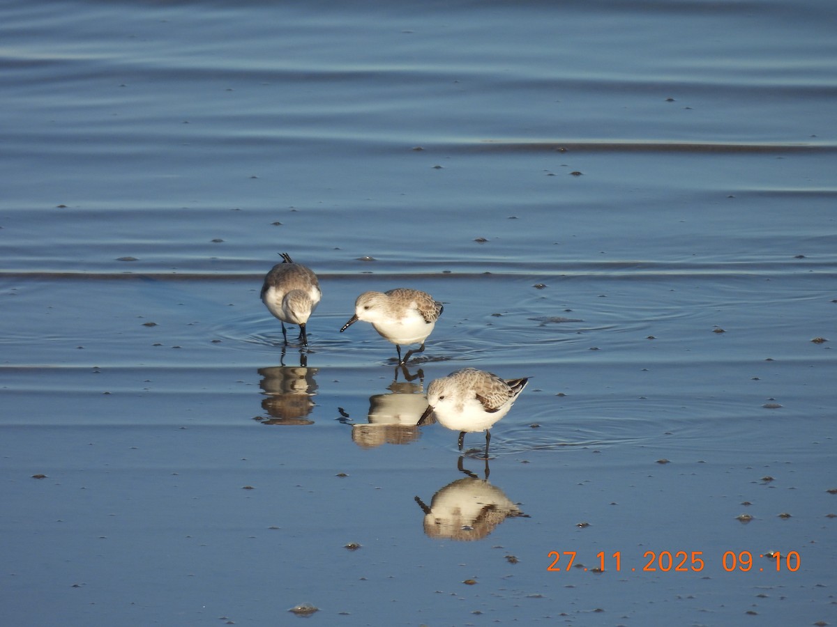 Bécasseau sanderling - ML645950048