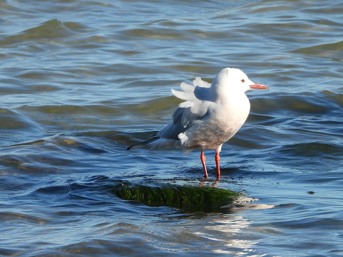 Slender-billed Gull - ML645950049