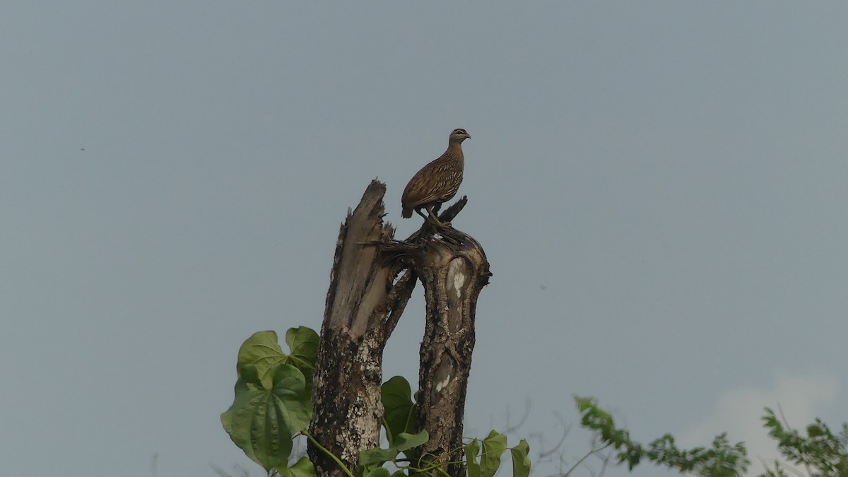 Double-spurred Spurfowl - ML645950050