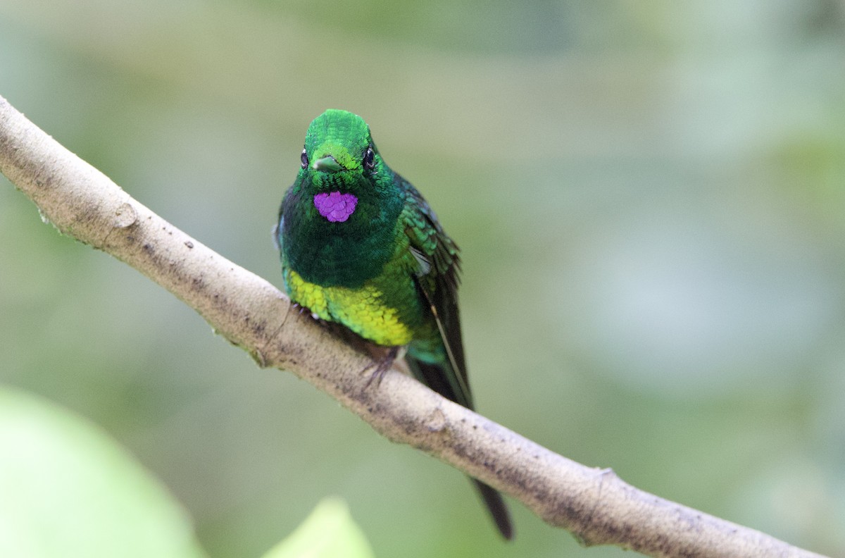 Empress Brilliant - ML645950051