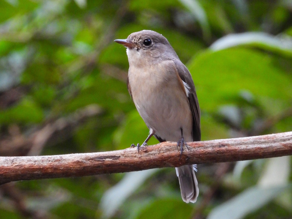 Red-breasted Flycatcher - ML645950052