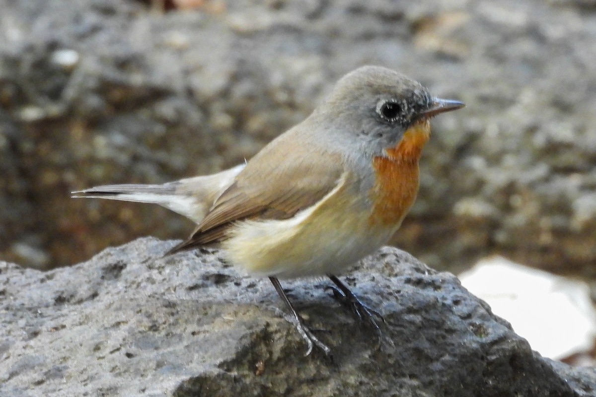 Red-breasted Flycatcher - ML645950053