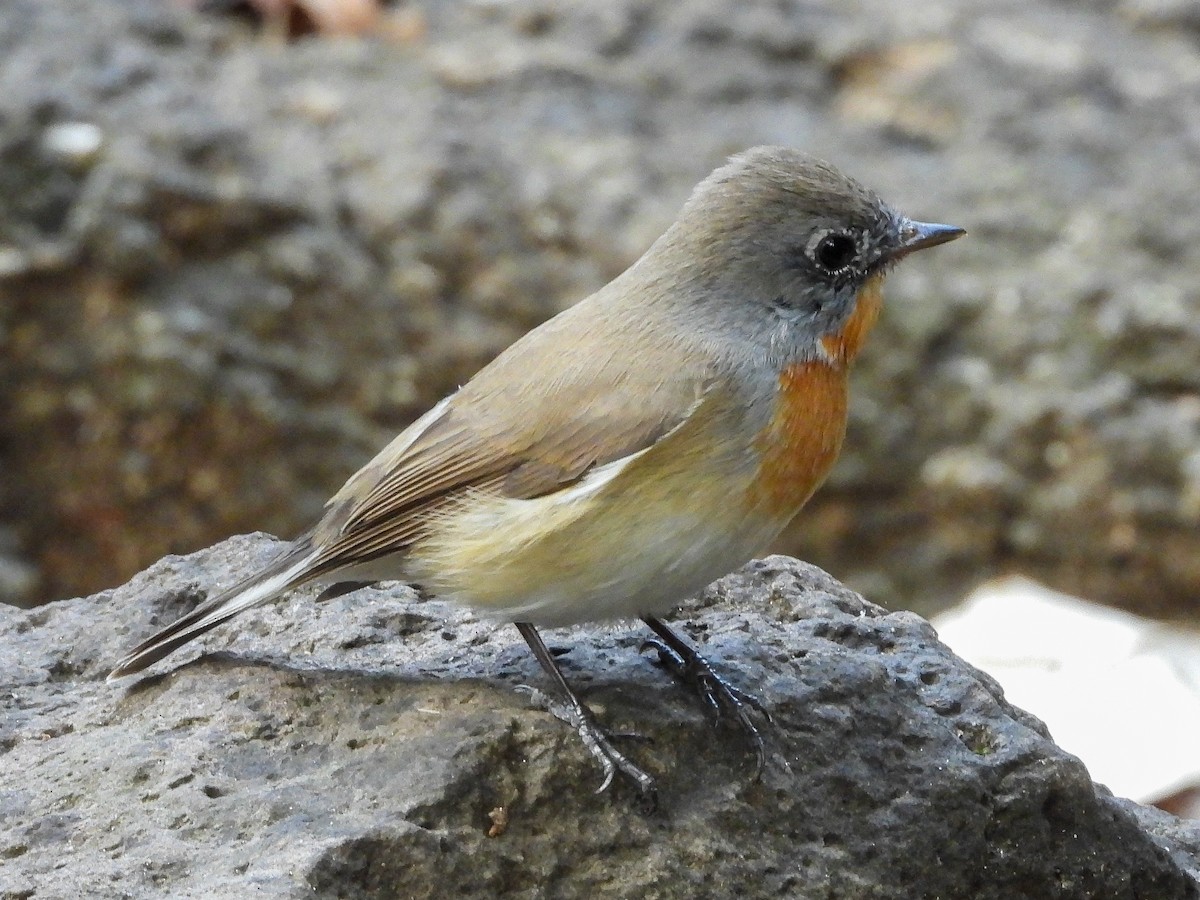 Red-breasted Flycatcher - ML645950054