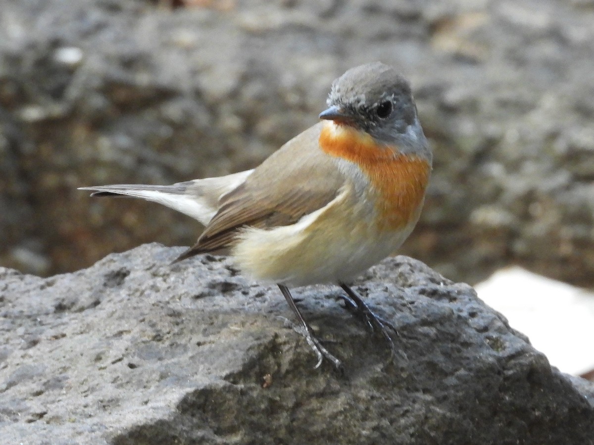 Red-breasted Flycatcher - ML645950055