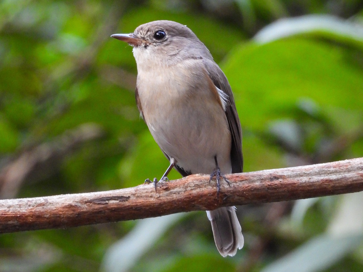 Red-breasted Flycatcher - ML645950056