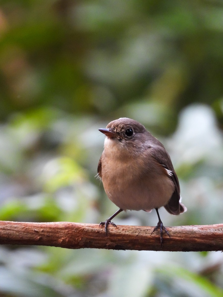 Red-breasted Flycatcher - ML645950057
