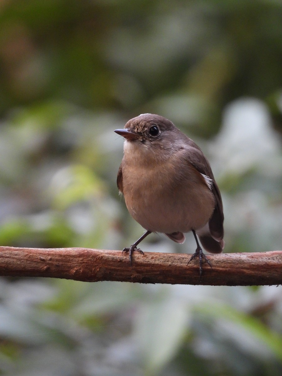 Red-breasted Flycatcher - ML645950058