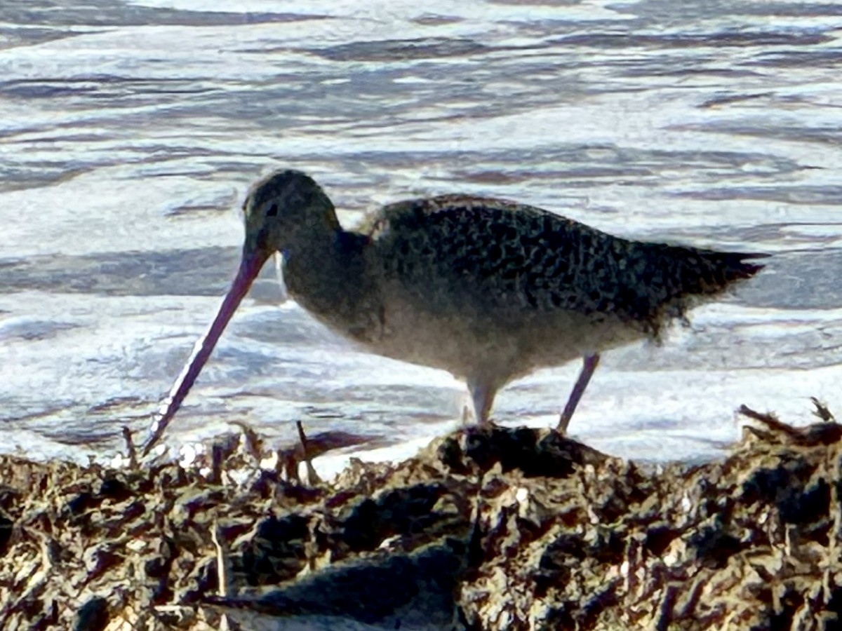 Marbled Godwit - ML645950059