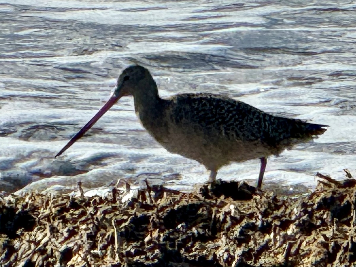 Marbled Godwit - ML645950060