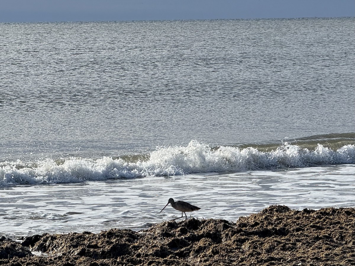 Marbled Godwit - ML645950061