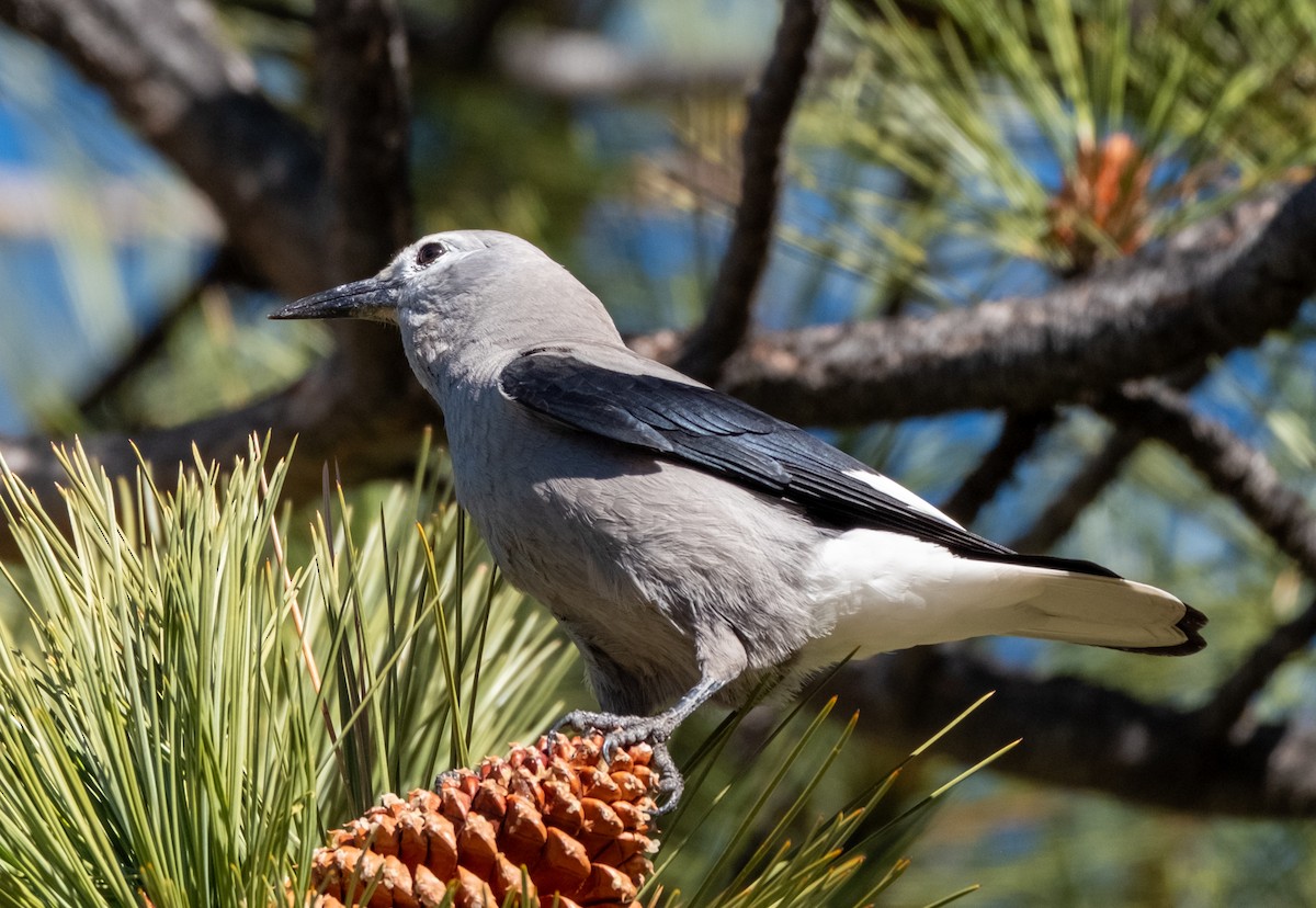 Clark's Nutcracker - ML645950064
