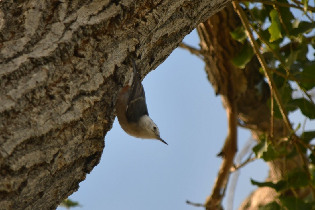 White-breasted Nuthatch - ML645950070