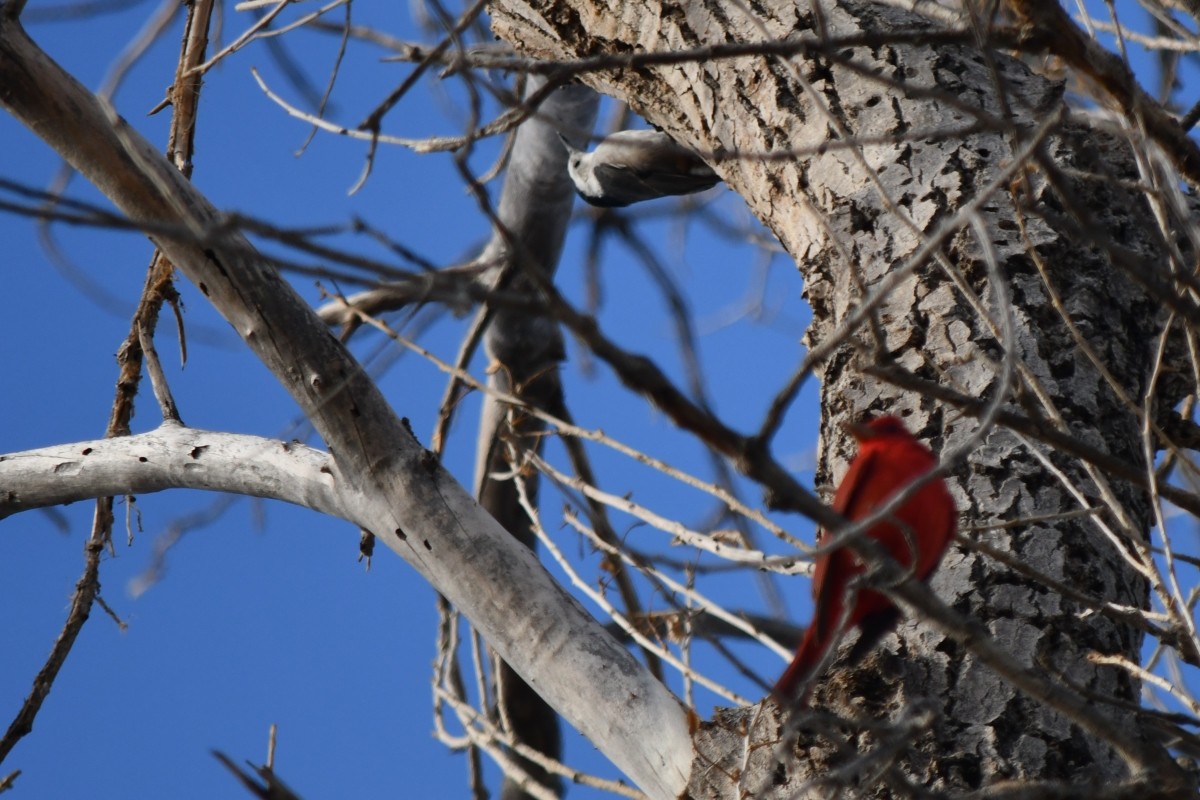 White-breasted Nuthatch - ML645950071
