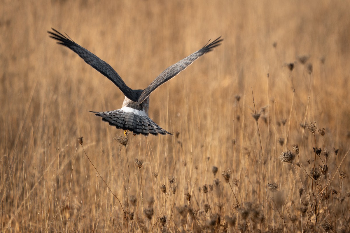 Northern Harrier - ML645950072