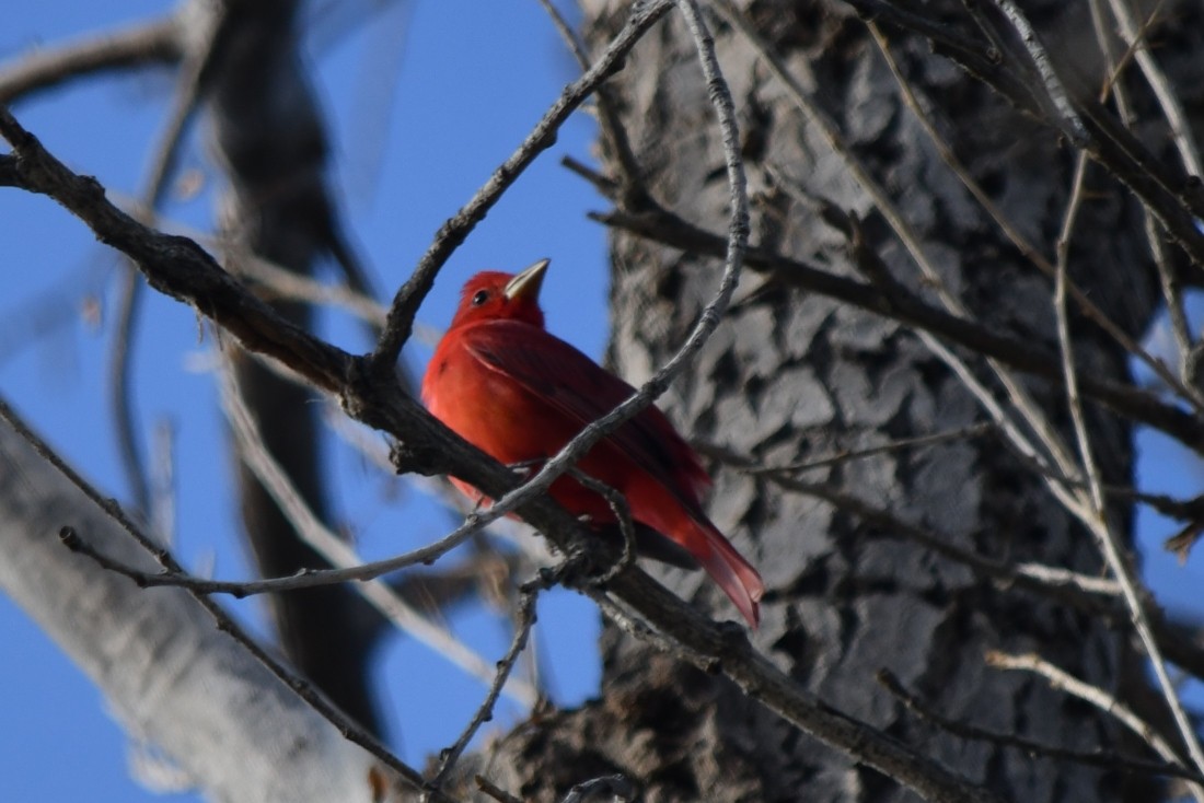 Summer Tanager - ML645950073